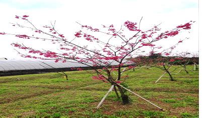 紅梅報春|櫻花新品種「桃園1號－報春」及「桃園2號－紅梅」簡。